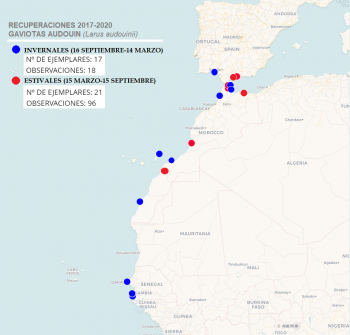 Mapa de recuperaciones Gaviota Audouin 2017-2020