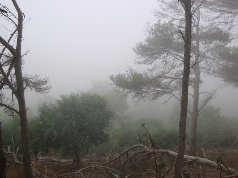 Niebla entre los pinos
