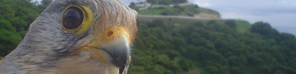 BIENVENIDOS AL BLOG ANILLANDO CERNÍCALOS