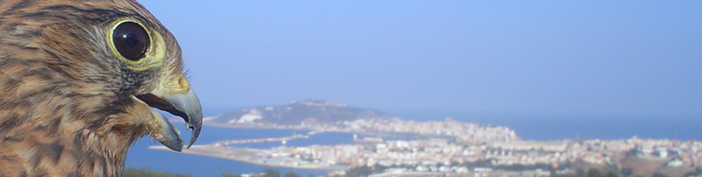 BIENVENIDOS AL BLOG ANILLANDO CERNÍCALOS