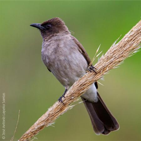 Bulbul naranjero