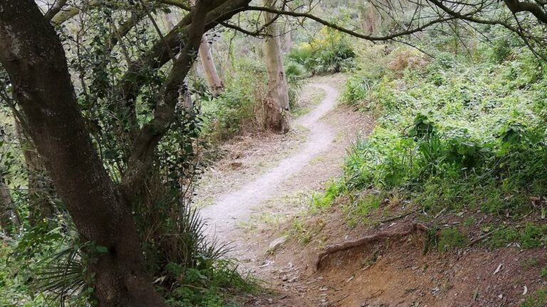 Imagen de los daños producidos por la práctica del motocross en el monte ceutí.