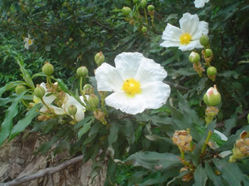 Cistus ladanifer