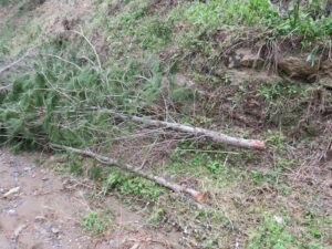 Pinos talados en la pista de la Lastra