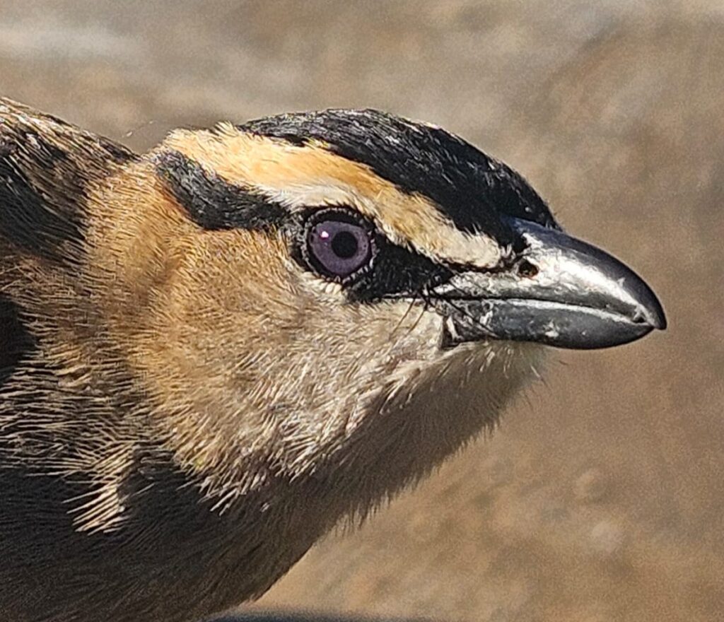 Detalle cabeza del Chagra