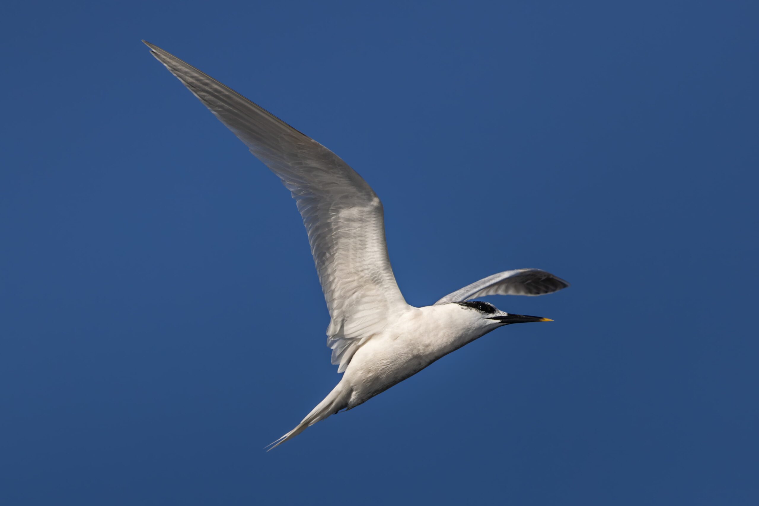 Charrán patinegro (Sterna sandvicensis)