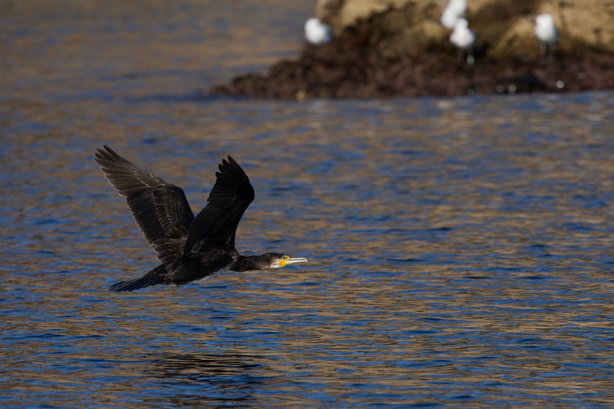 Cormorán grande joven (Phalacrocorax carbo)