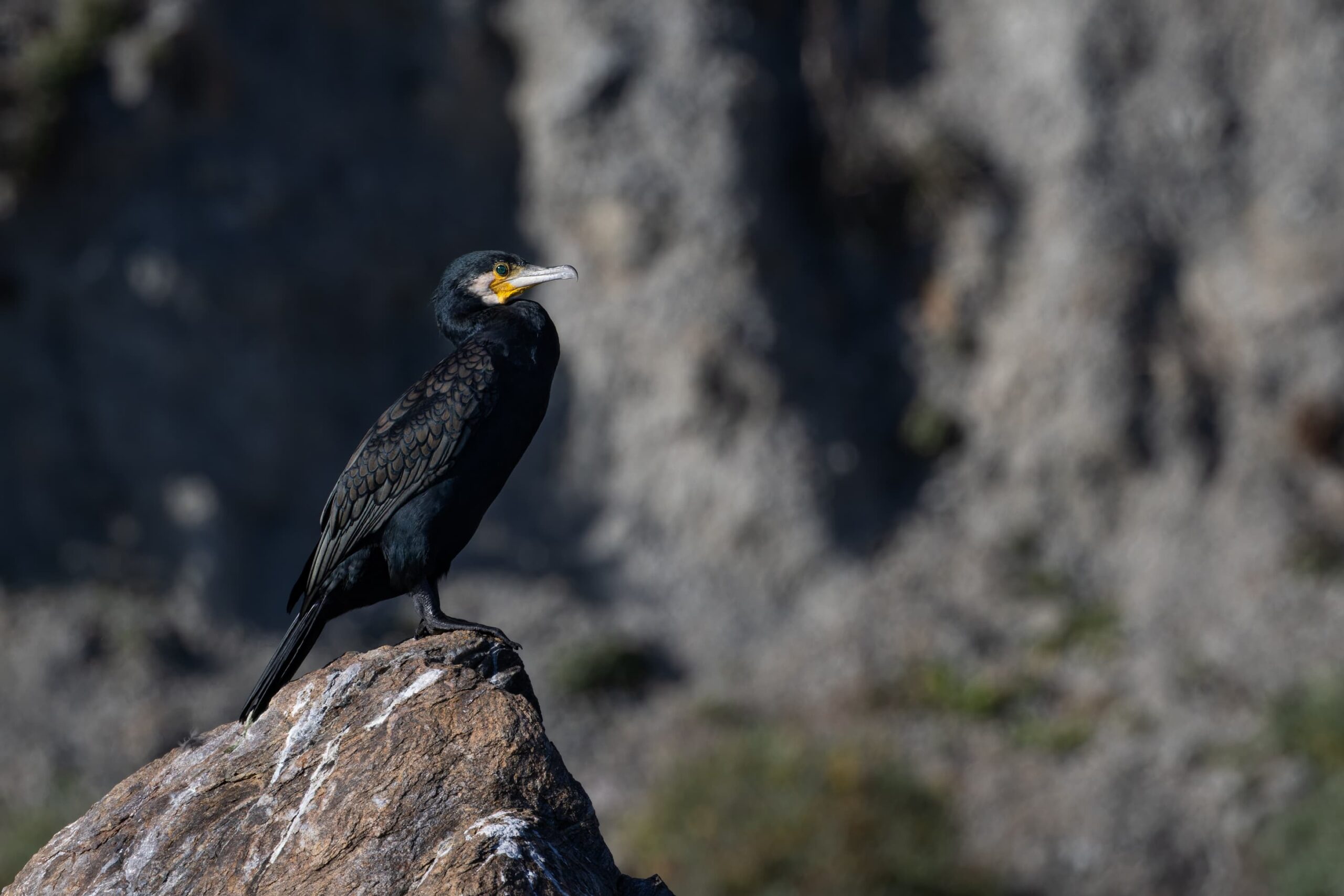 Cormorán grande adulto (Phalacrocorax carbo)