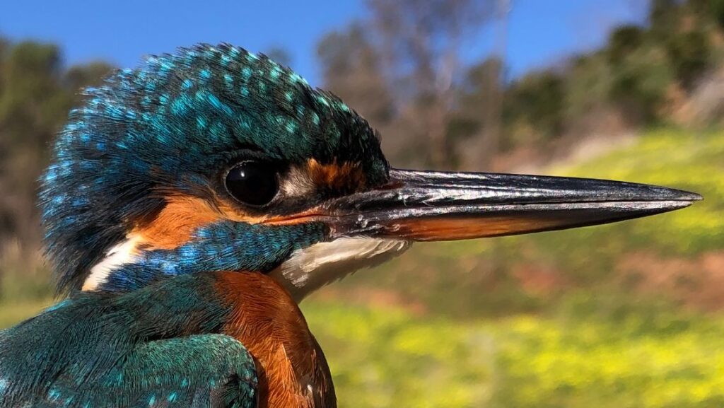 Detalle cabeza del Martín pescador