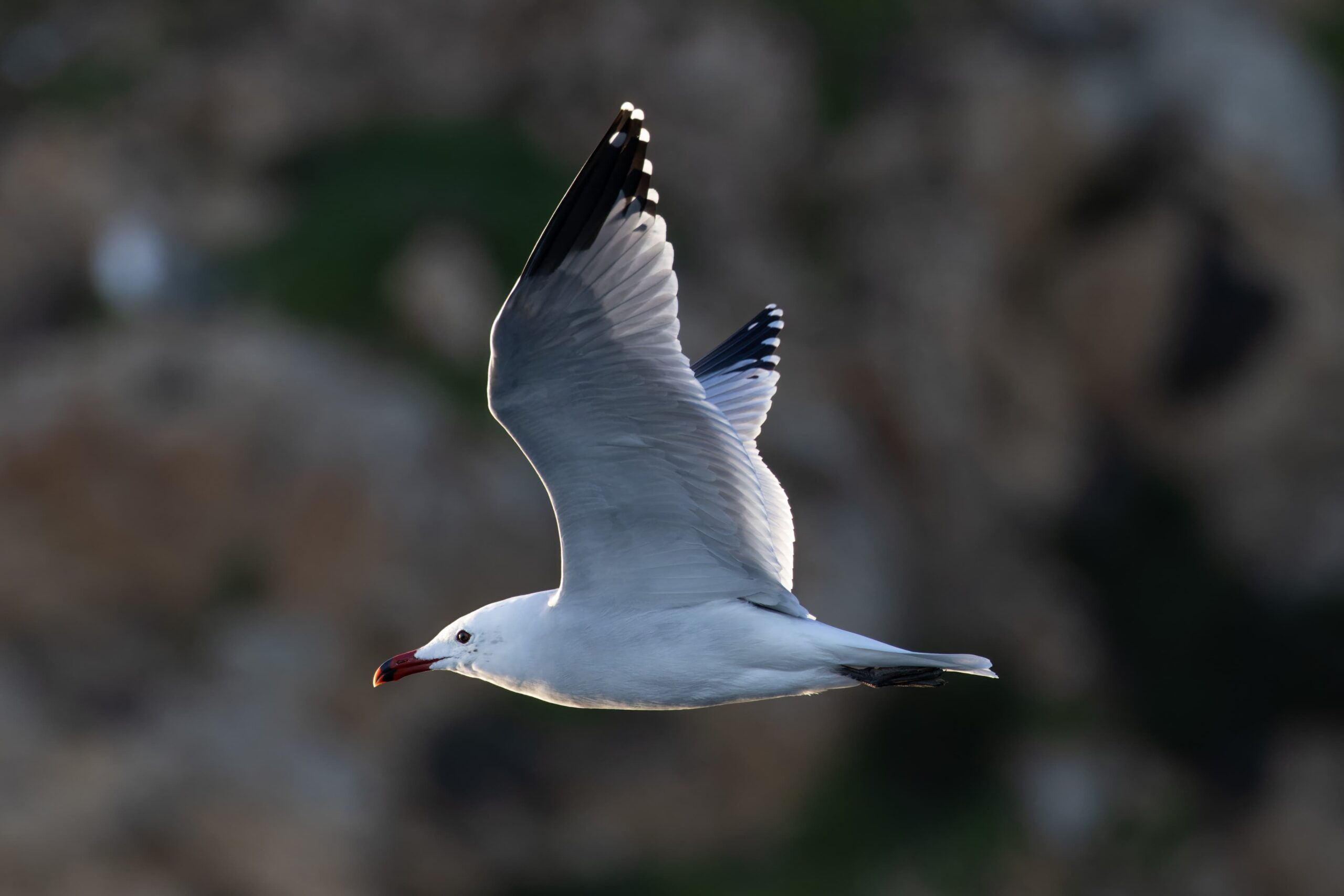 Gaviota Audouin (Larus audouinii)