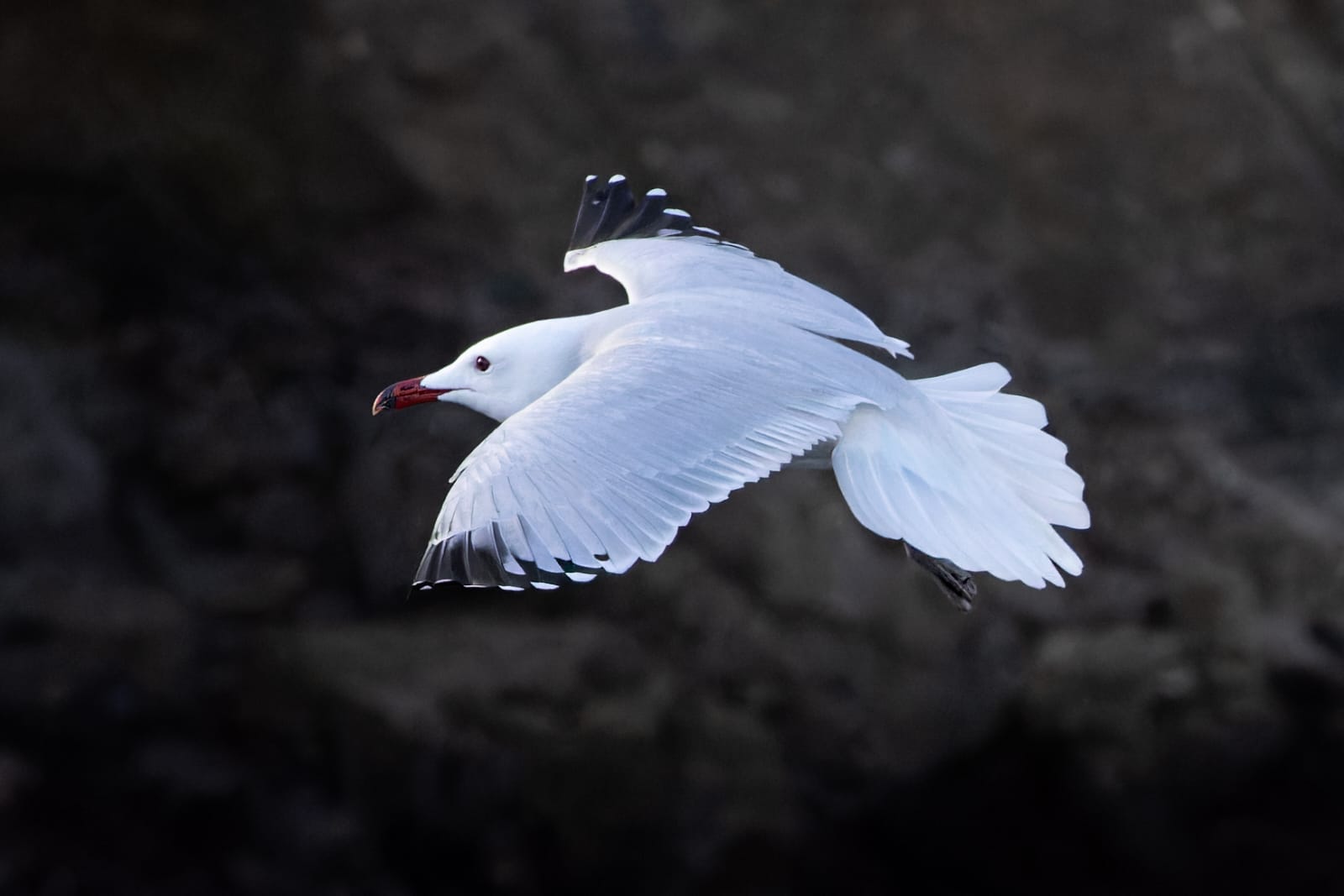 Gaviota Audouin (Larus audouinii)