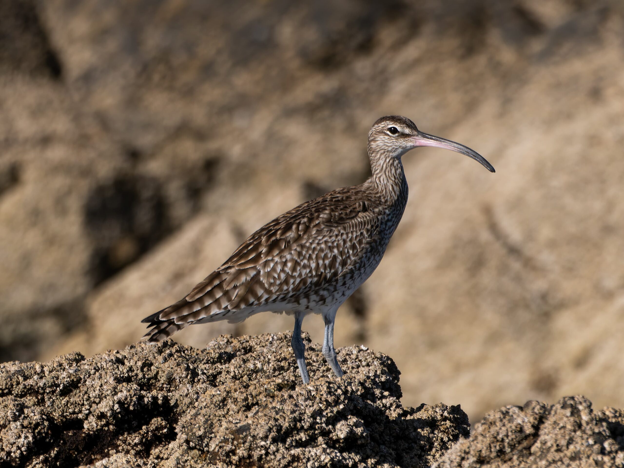 Zarapito trinador (Numenius phaeopus)