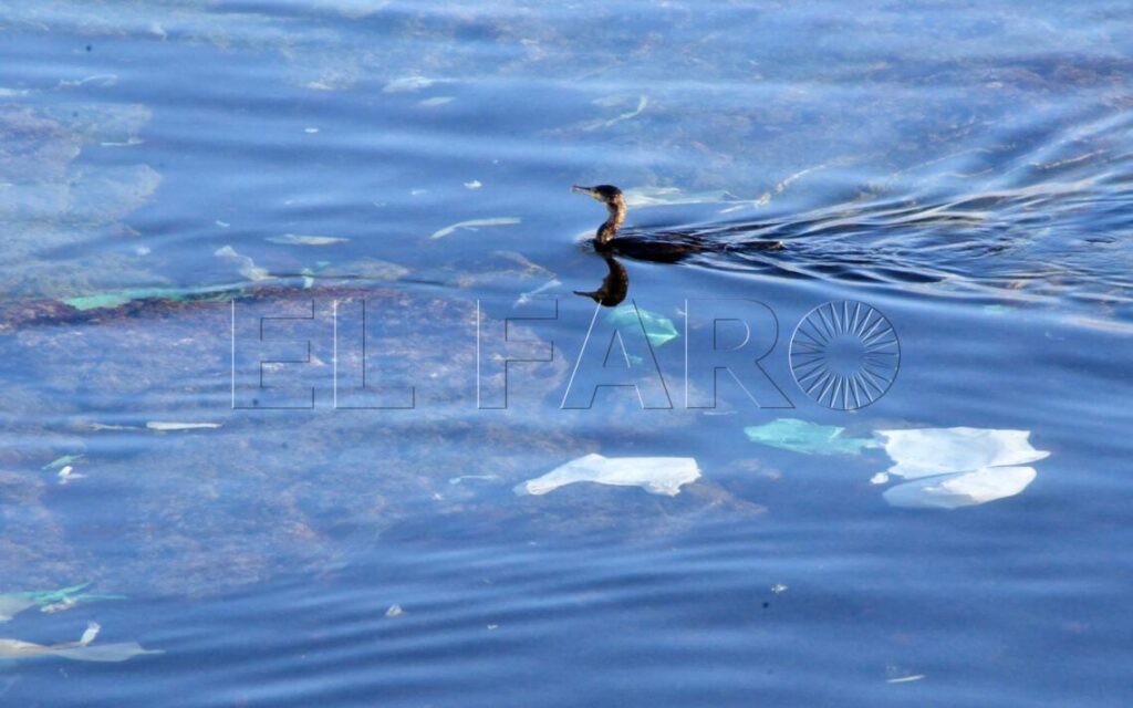 Cormorán rodeado de plasticos