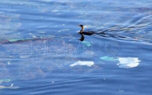 Cormorán rodeado de plasticos