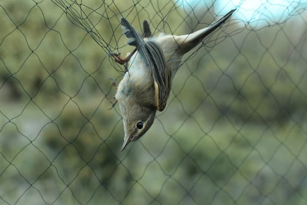 Mosquitero en red japonesa