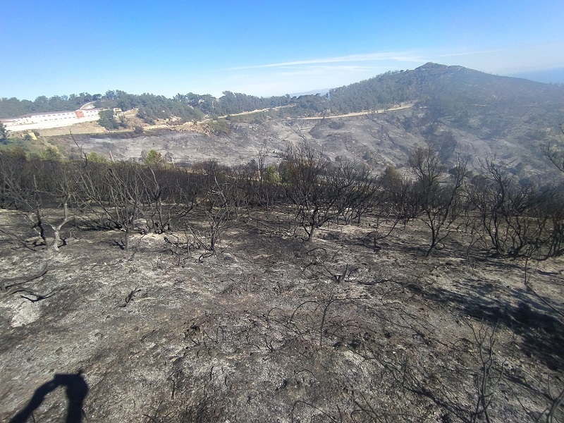 Panorámica tras incendio forestal