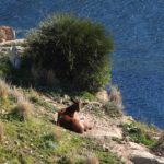 Cabra en zona de cría de la gaviota de Audouin