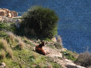 Cabra en zona de cría de la gaviota de Audouin