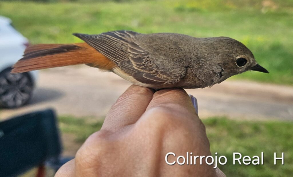 Colirrojo real, hembra