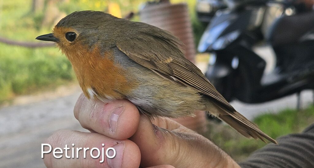 Petirrojo europeo